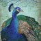 Parisian Peacock I Poster Print by Elizabeth Medley - Item # VARPDX11398
